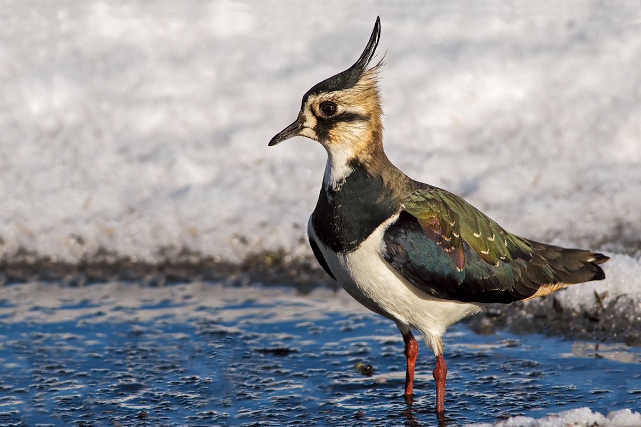 Pavoncella (Vanellus vanellus)